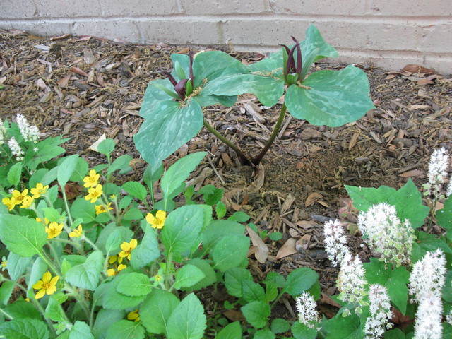 Growing Chrysogonum virginianum: The Secrets to a Thriving Green