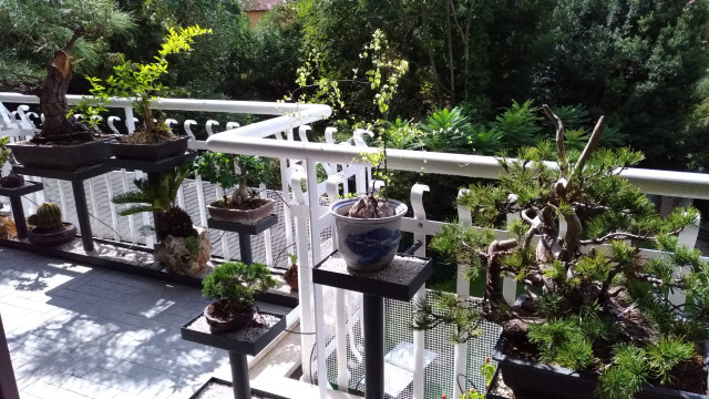 Progetto di strutture che valorizzano i Bonsai contemporary-deck