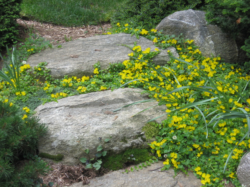 Ground cover plants in between stepping stones Tropical Landscape Miami by Matthew