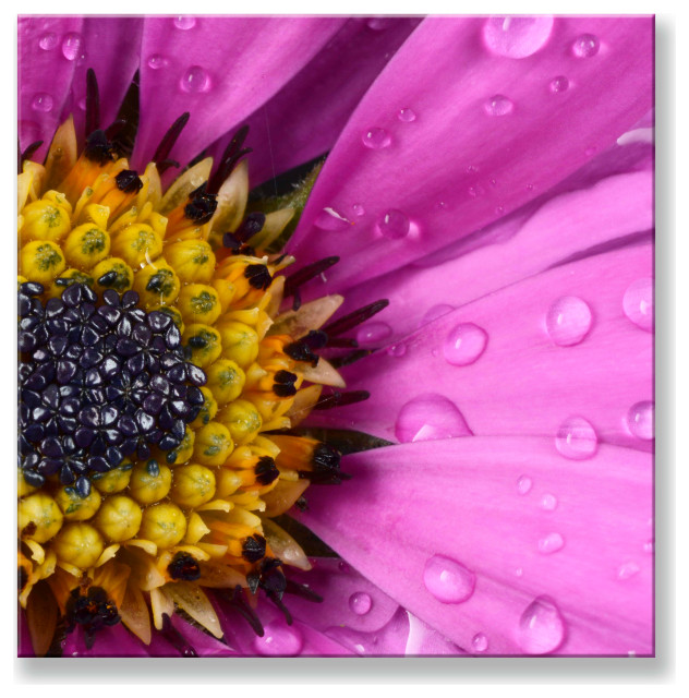 Purple Daisy Abstract Flowers Canvas Wall Art, 16 X 16 Contemporary