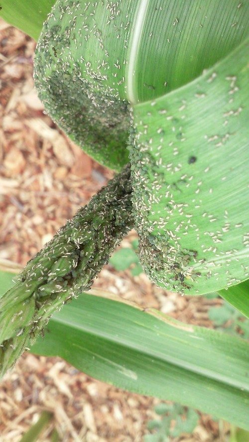 Bugs on my corn and okra plants.
