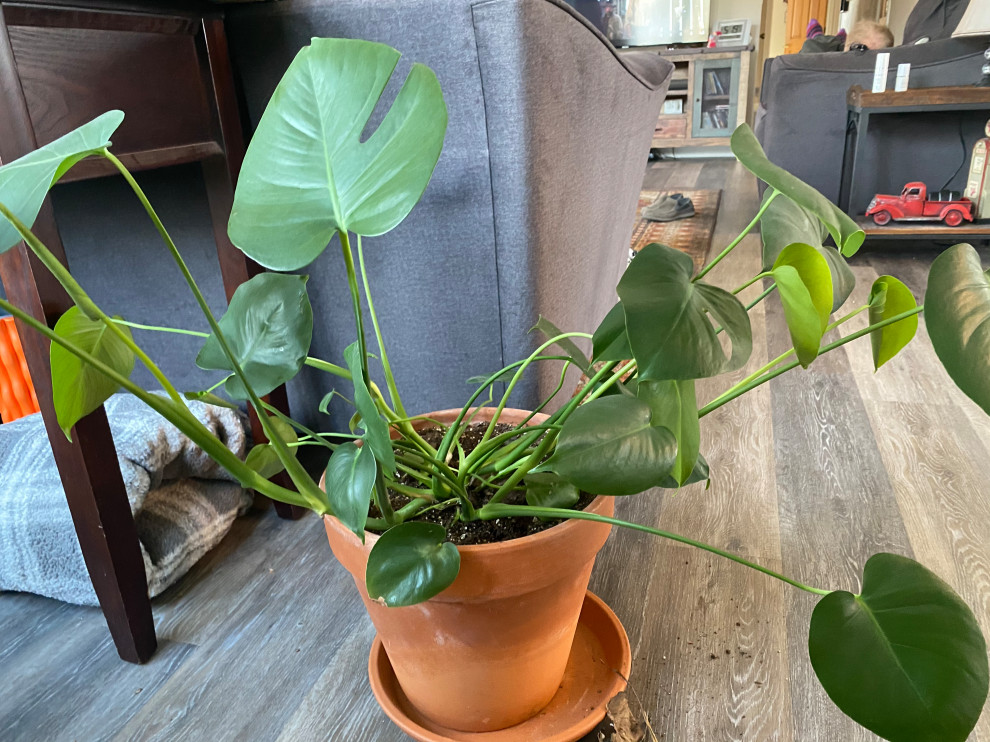 My monstera is drooping