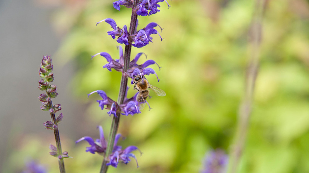 Оттенки синего