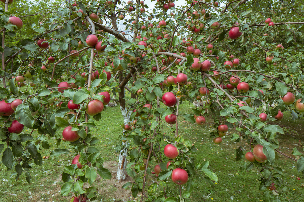 Карликовые плодовые деревья для Подмосковья. Карликовая яблоня. Карликовые яблони сорта. Низкорослые яблони для Подмосковья. Яблоня карликовая чудное