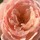 Last commented by michluvroses