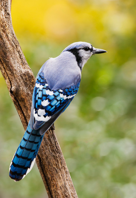 Meet the Steller's Jay: Clever Black and Blue Birds