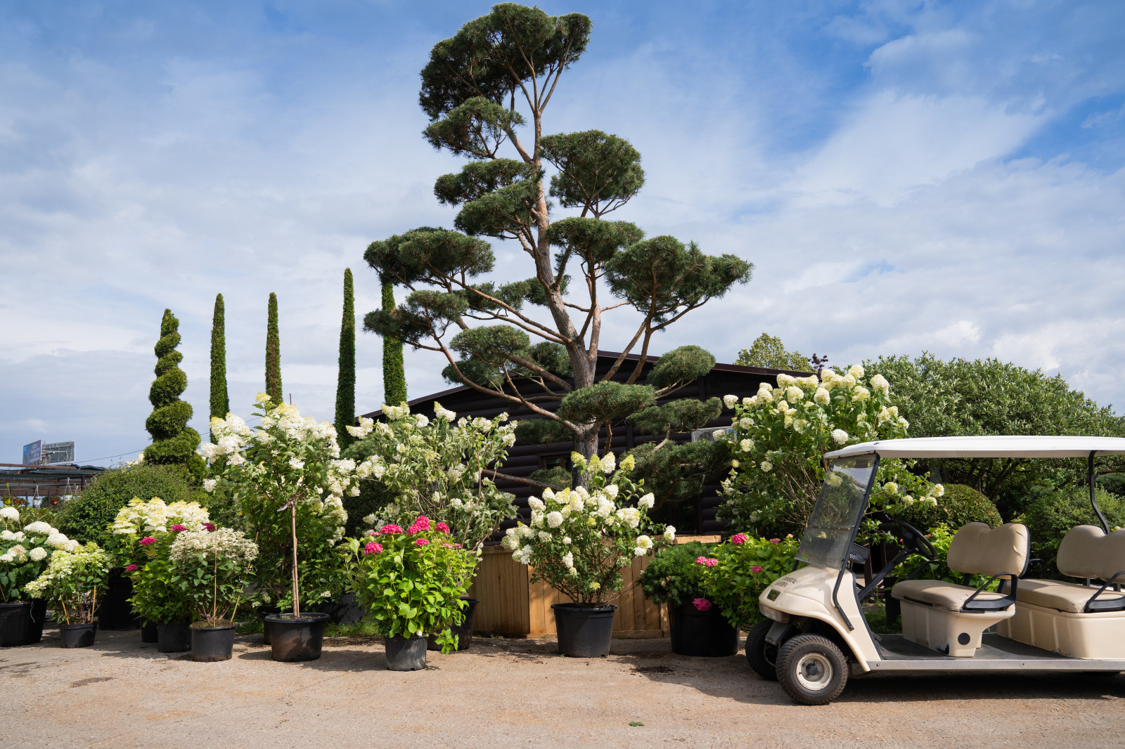 Гортензии для сада премиум-класса