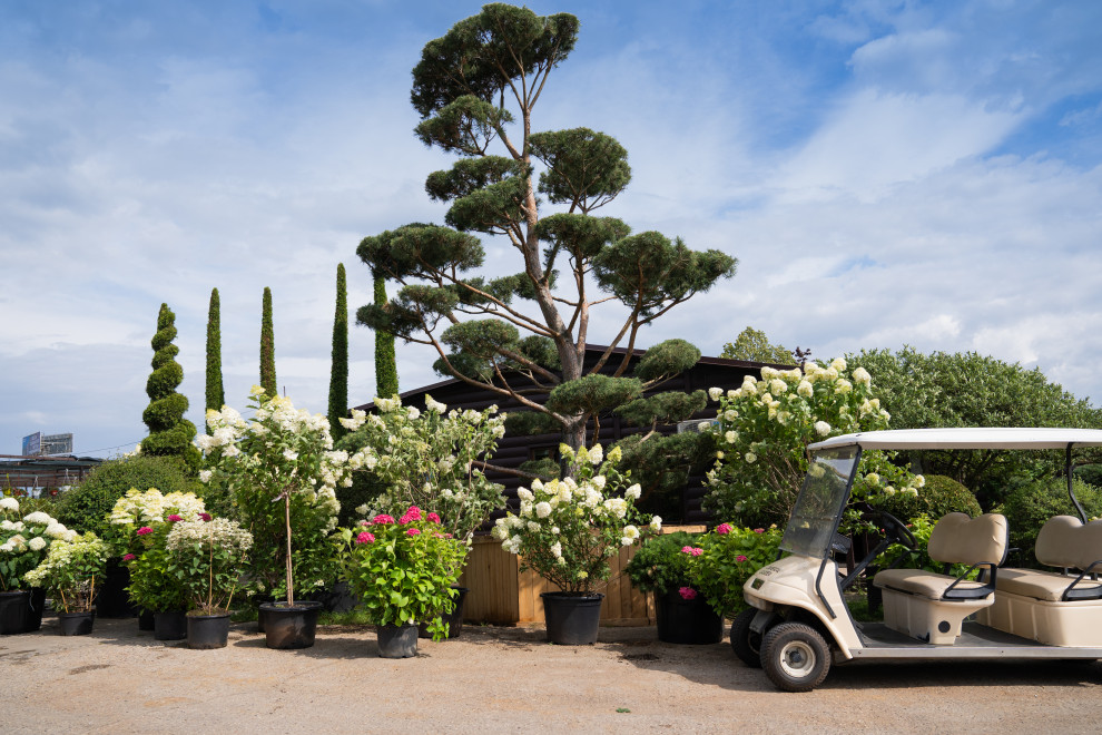 Гортензии для сада премиум-класса