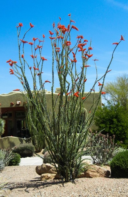 Plants Native To The Desert Southwest