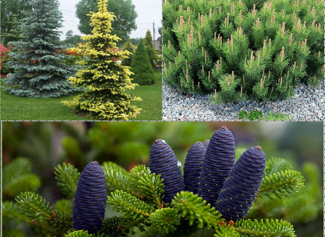 Питомник растений