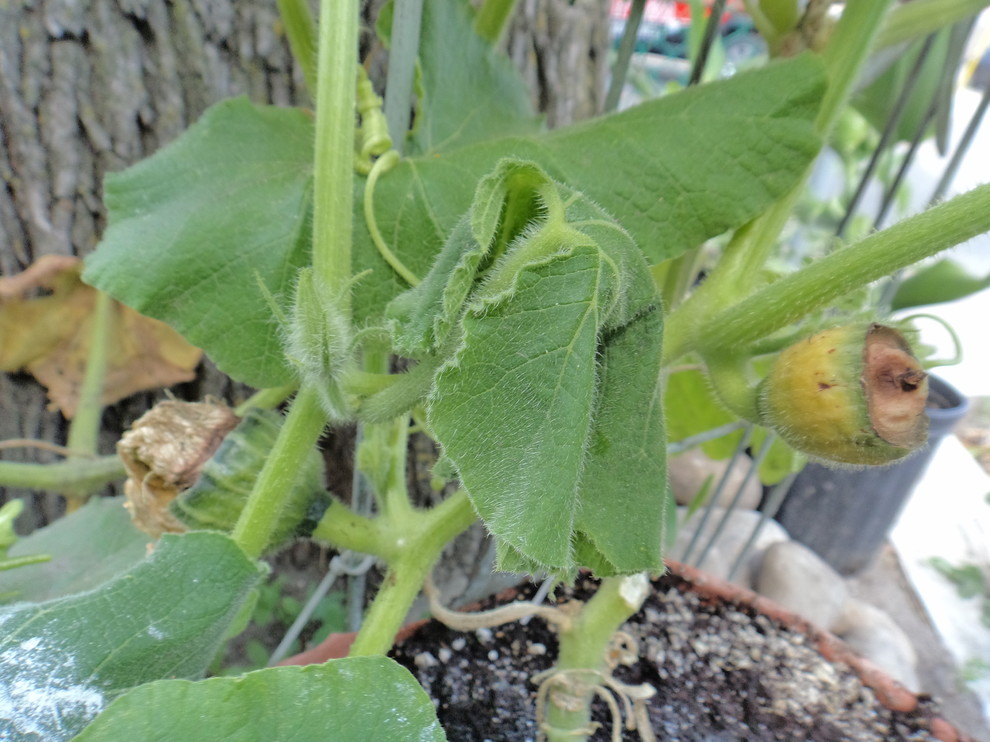 Why are my squash fruit dying and falling off the vine?