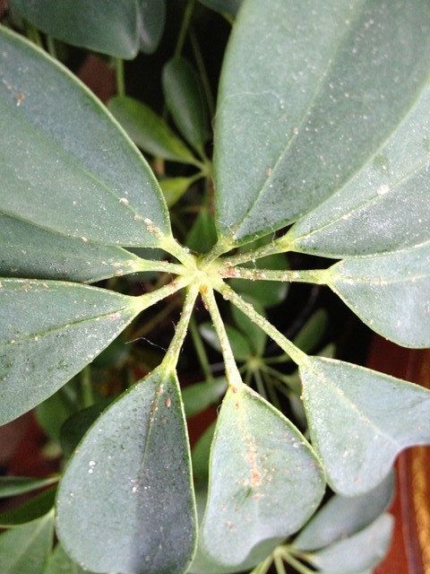 Scale Infection Suspected Scale Infection, Need Advice Please | Houzz Forum
