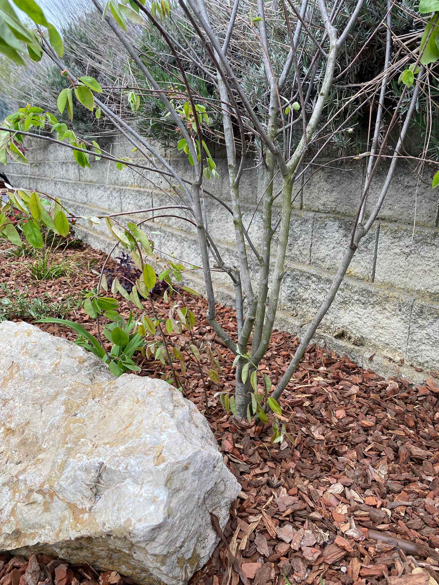Realizzazione Le colline in fiore