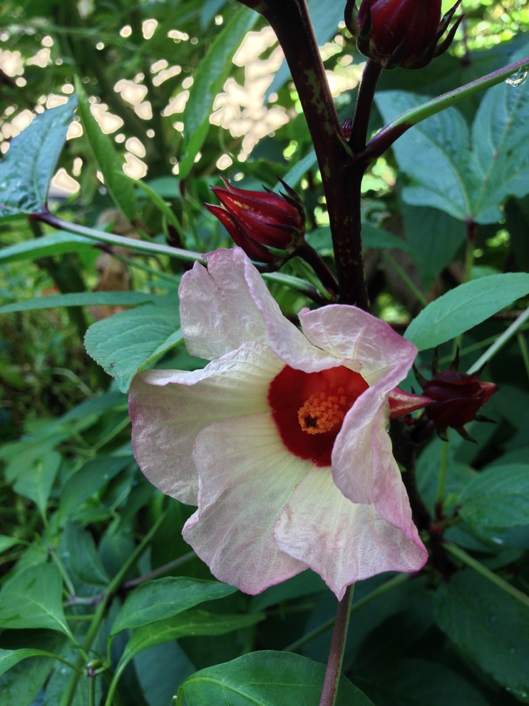 Great Design Plant: Roselle Tantalizes With Beauty and Flavor