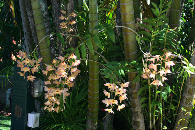 Dendrobium moschatum 2024
