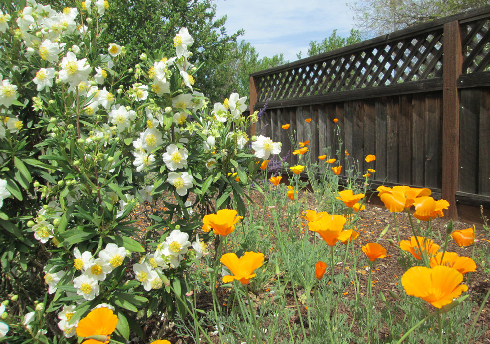 This is an example of a small and australian native country front yard full sun garden for spring in San Francisco with a garden path and mulch.