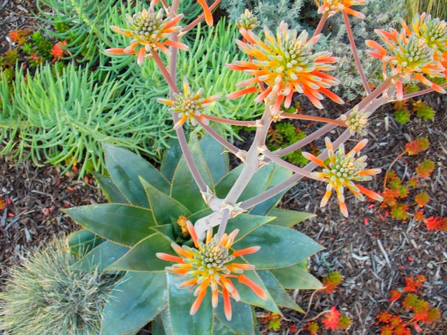 Brea 2014 mediterran-garten