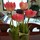 Last commented by Suzanne Schulz Hodgins