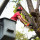 Hiking Town Tree Service