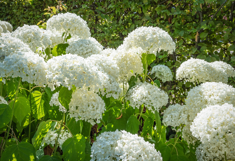 Favorite Plants