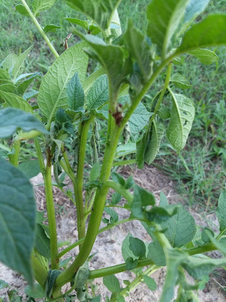Ants are literally eating my potatoes to death!