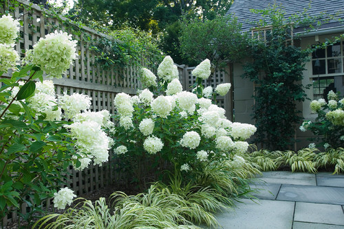 This rustic and natural looking lattice fence backs some flower bushes.