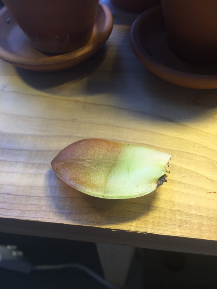 Echeveria stem is rotting?