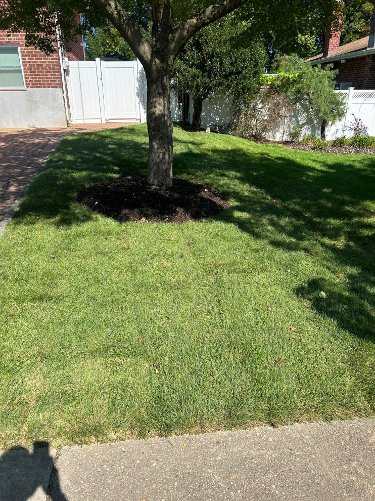 Sod Lawn