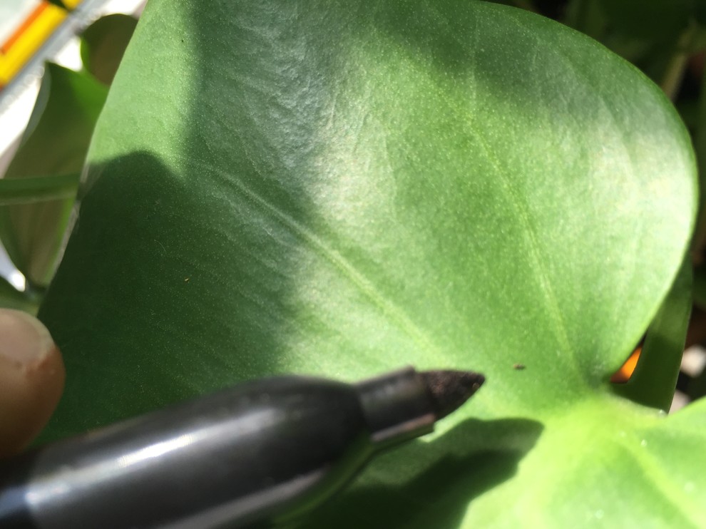 Tiny oblong insects on Monstera leaves (pic) | Houzz Forum