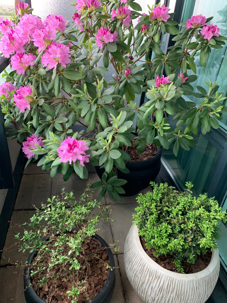 Top ColdHardy Evergreens for Container Gardens