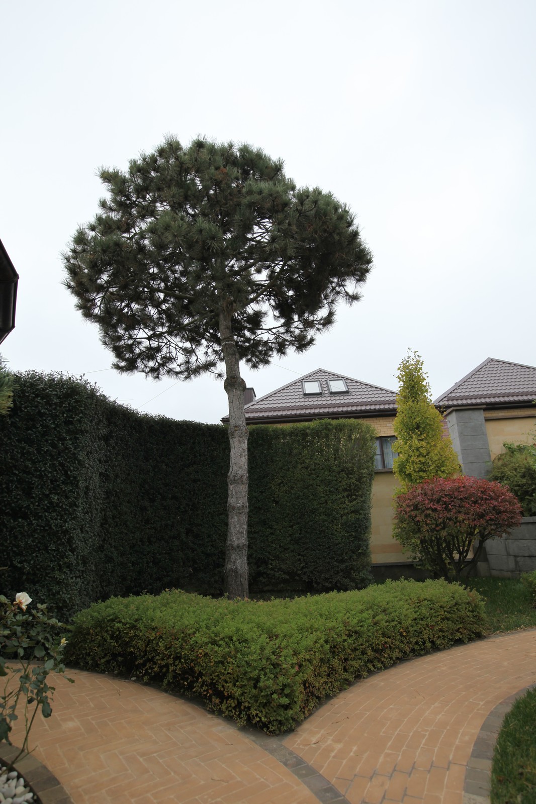 Итальянский сад с пиньями в городе
