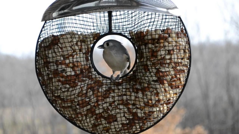 CREATIVE bird feeders