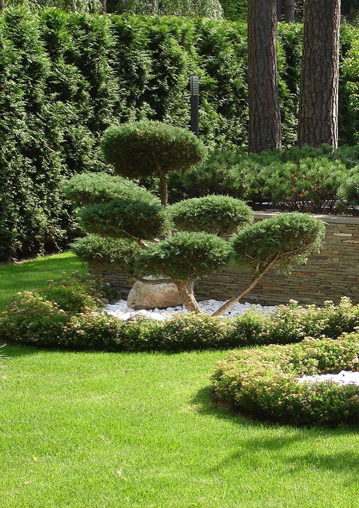 Сад с водоемом в КП " Сосновый Бор"