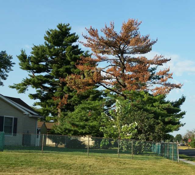 Pine tree turning brown top to bottom
