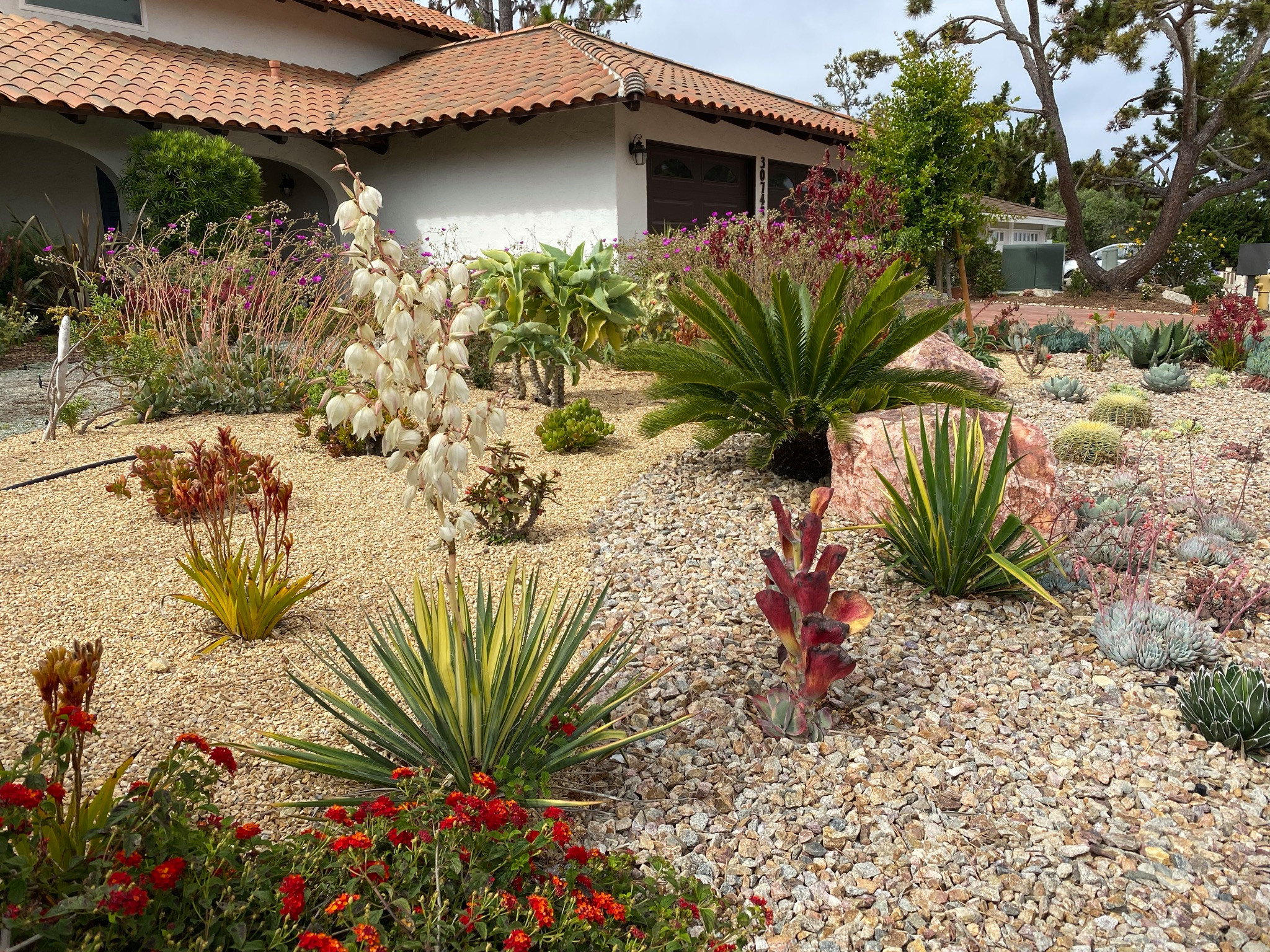 Rancho Palos Verdes, CA - Front Yard Regenerative Renovation