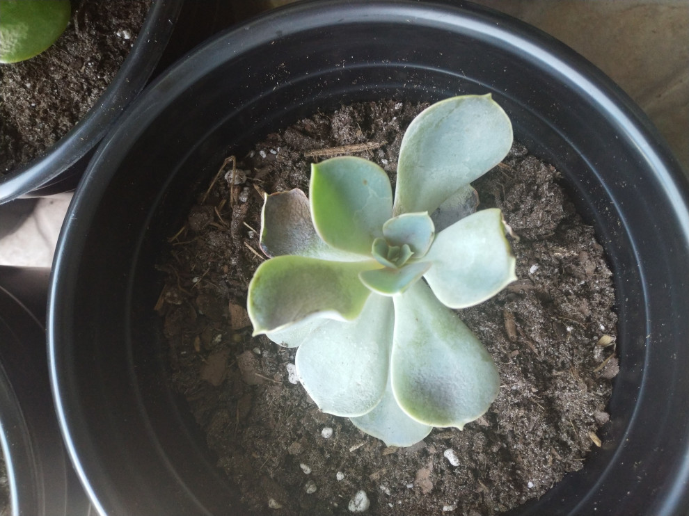 Why are my succulents turning brown?