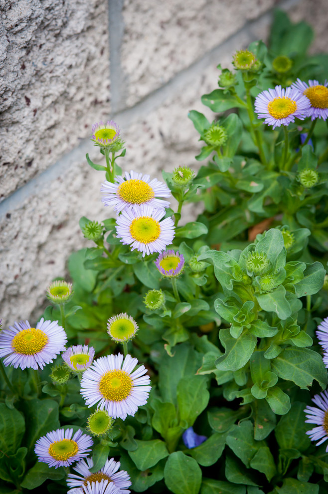 This is an example of a drought-tolerant and partial sun landscaping in Los Angeles for winter.