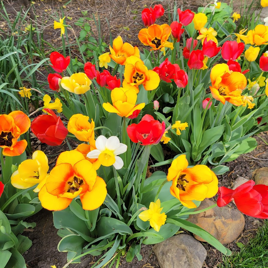 Spring Gardens $