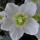 gardensbymonit