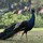 Last commented by absg99