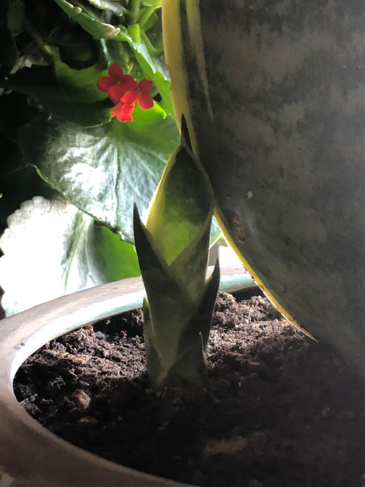 Let pups make fuller plant? | Houzz Forum