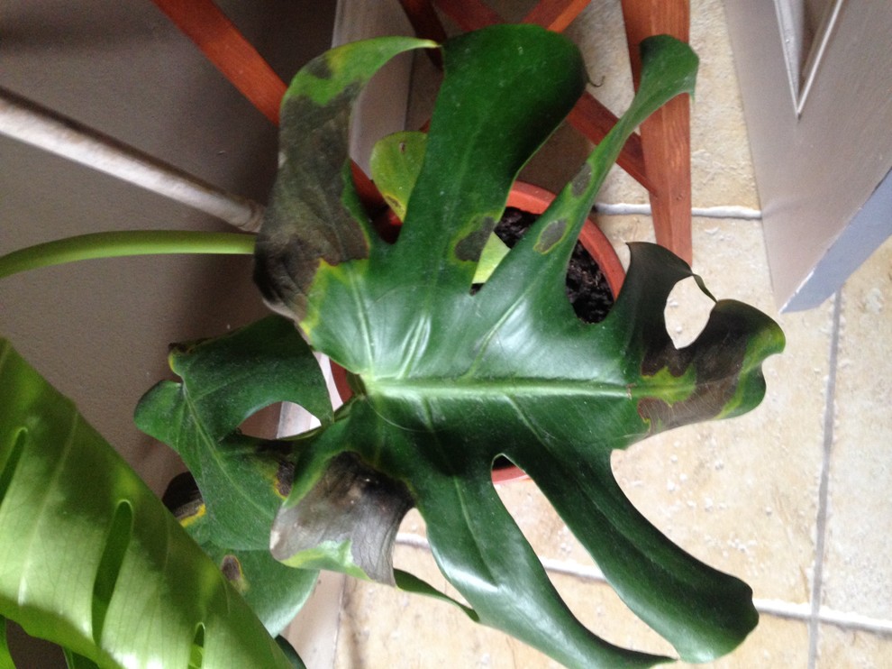 Cheese plant brown spots