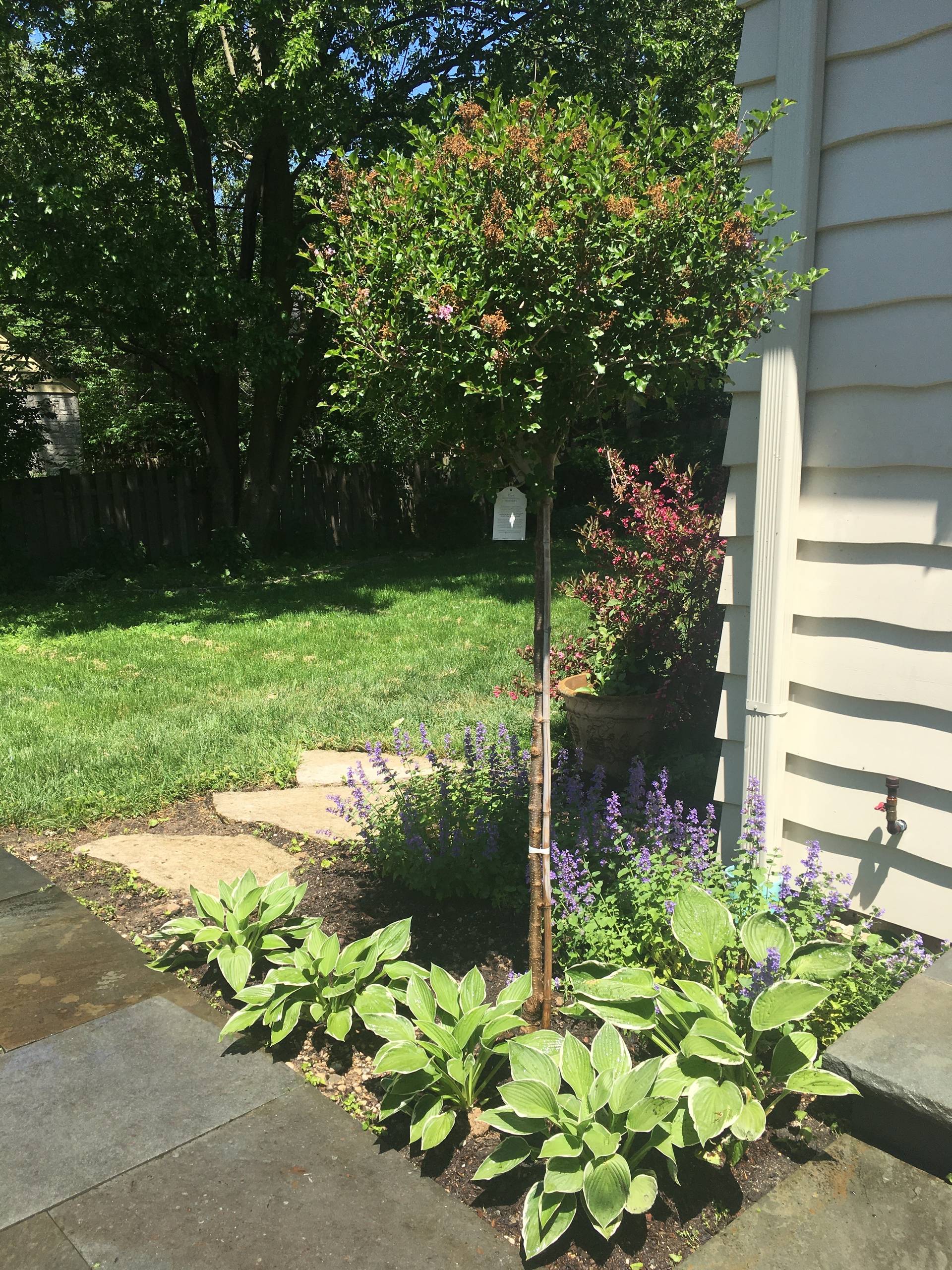 Patio + Landscape