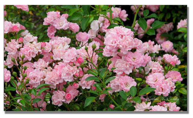 'Pink Roses' Canvas Art by Kathie McCurdy, 30" x 47" - Transitional ...