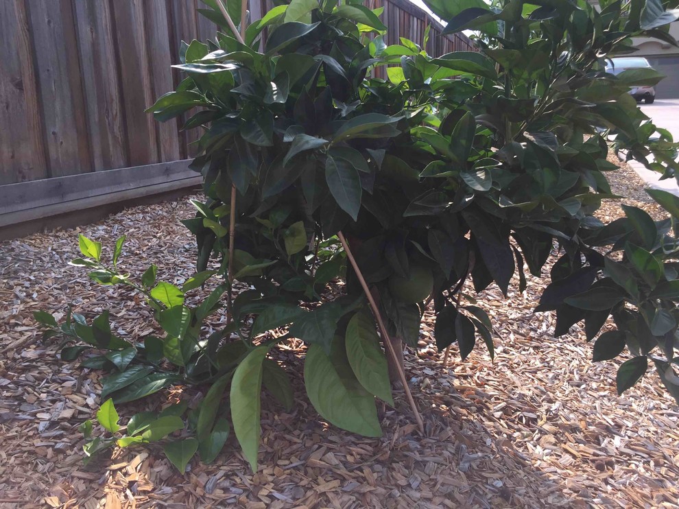Are my orange trees unhealthy?