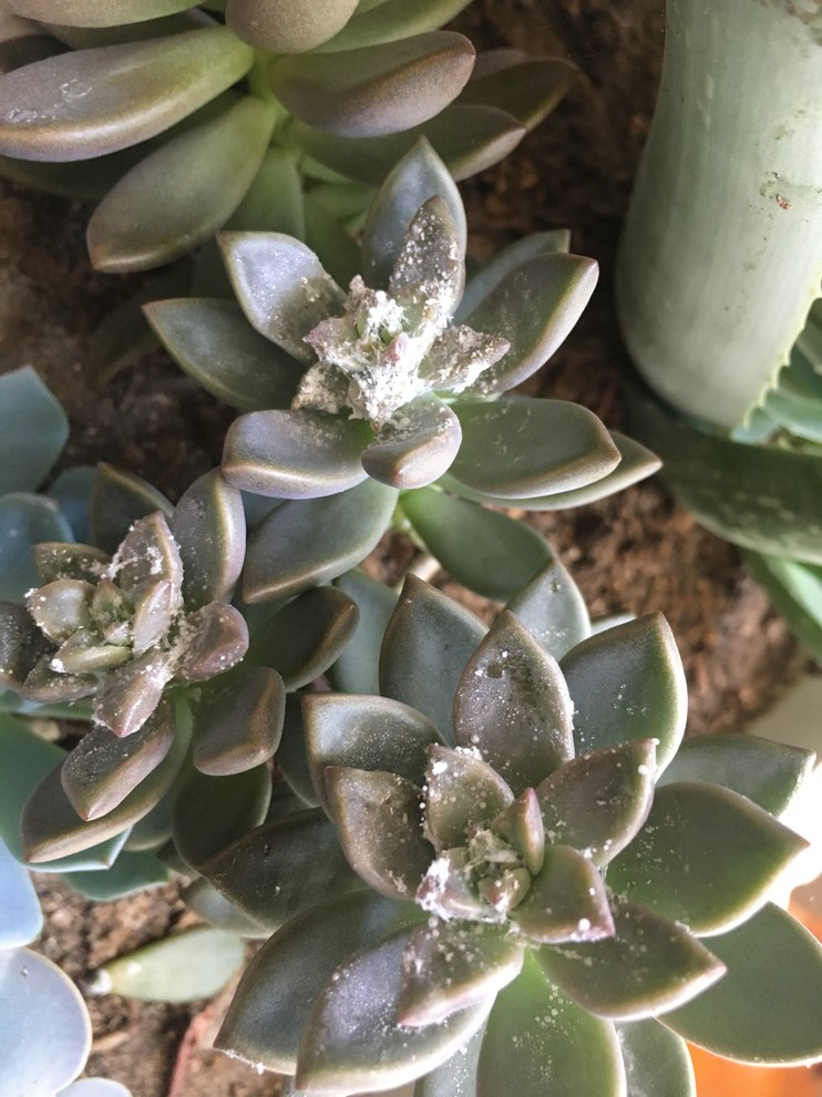 Mildew or mealy bugs? | Houzz Forum