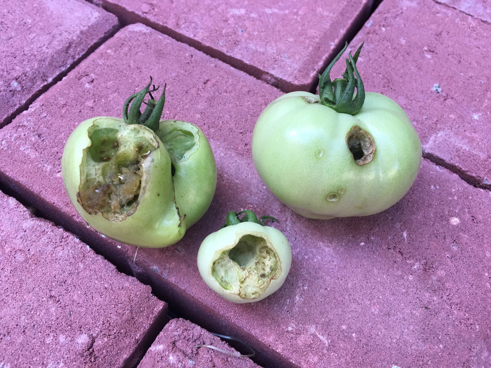 Help! What is eating my tomato plants? (pics attached)
