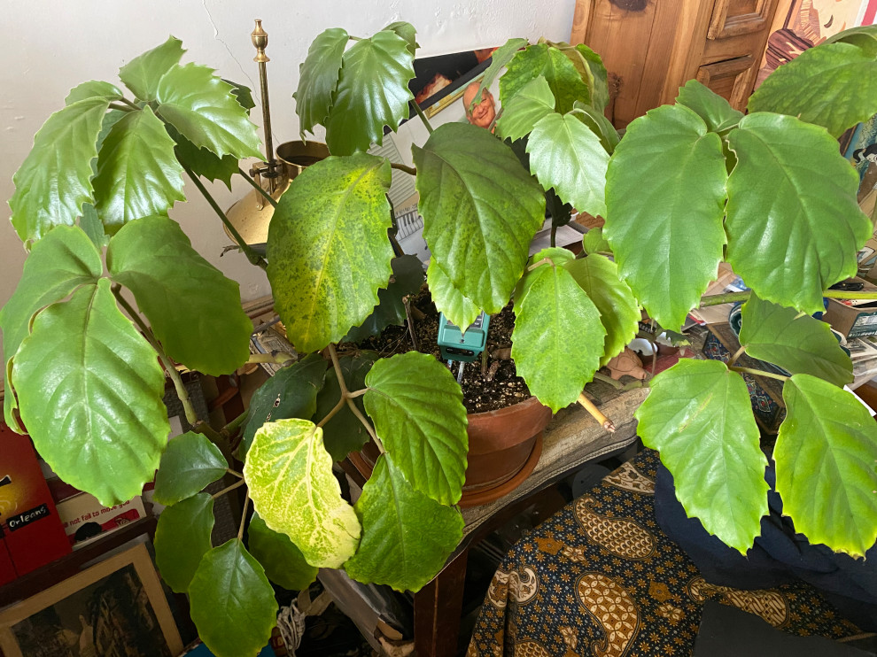 chestnut vine yellowing, and other plant issues - what's wrong? | Houzz  Forum