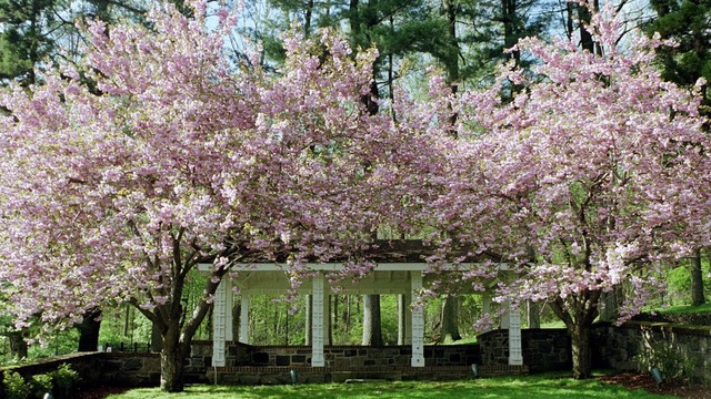 Smaller Japanese House with whool cherry blossoms on top of hill