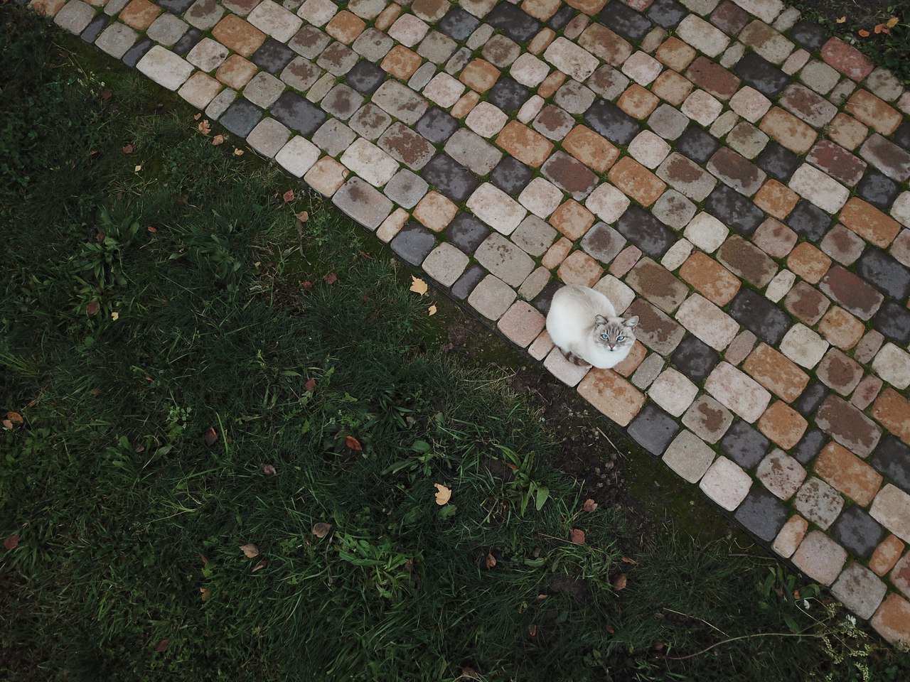 Сад "Каликат"